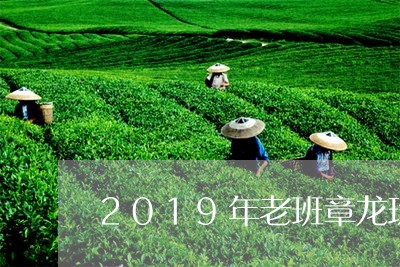 2019年老班章龙珠/2023092416393