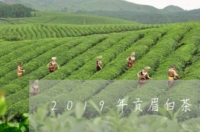 2019年贡眉白茶/2023111519271