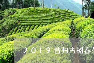 2019昔归古树春茶/2023071432937