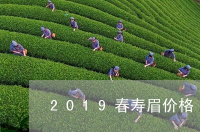 2019春寿眉价格/2023120436363