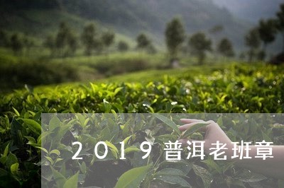 2019普洱老班章/2023042772716