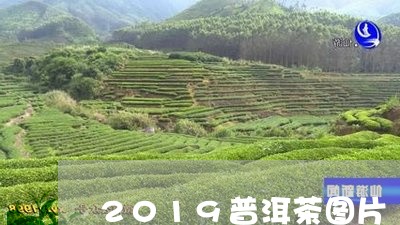 2019普洱茶图片/2023082881834