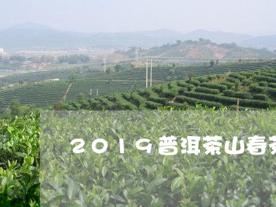 2019普洱茶山春茶价格公布/2023053074038