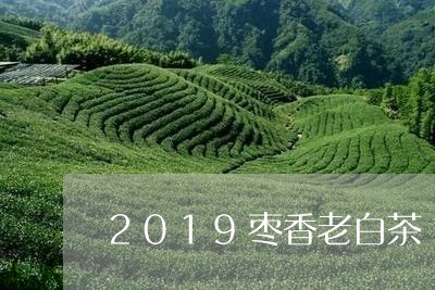 2019枣香老白茶/2023121599704