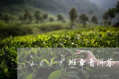 2019班章普洱茶/2023070884407