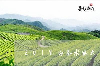 2019白茶水气大/2023121547261