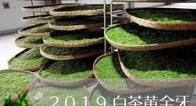 2019白茶黄金牙/2023121551502