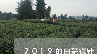 2019的白毫银针/2023120697251