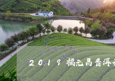 2019福元昌普洱茶/2023080144158