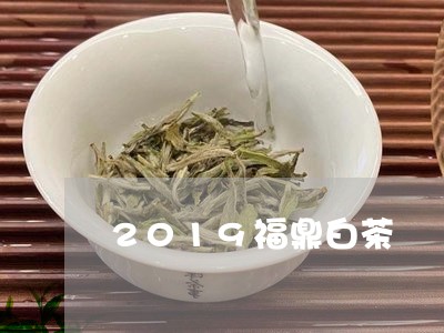 2019福鼎白茶/2023112629460