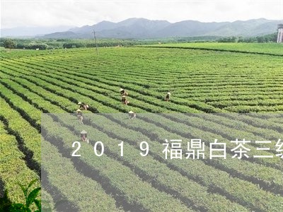 2019福鼎白茶三级/2023120838169