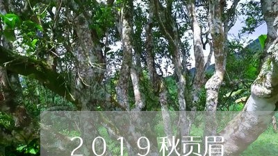 2019秋贡眉/2023112528592