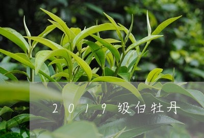 2019级白牡丹/2023090672504