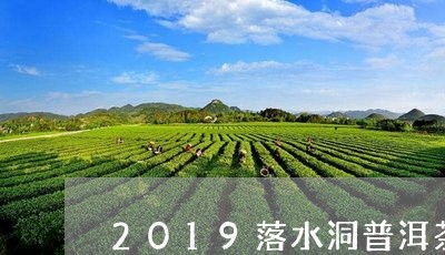 2019落水洞普洱茶/2023080280414