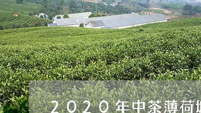 2020年中茶薄荷塘/2023071512635