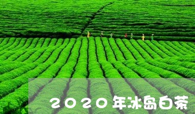 2020年冰岛白茶/2023121561516