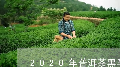 2020年普洱茶黑马/2023062835249