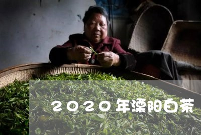 2020年溧阳白茶/2023071326260