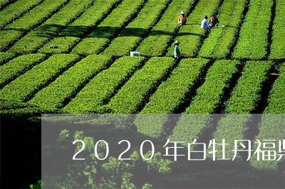 2020年白牡丹福鼎白茶饼茶/2023111587481