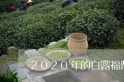 2020年的白露福鼎白茶/2023111646946