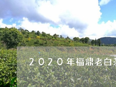 2020年福鼎老白茶/2023120774158