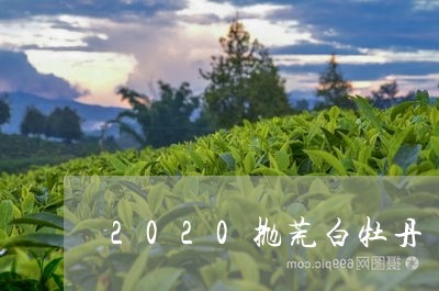 2020抛荒白牡丹/2023091431715