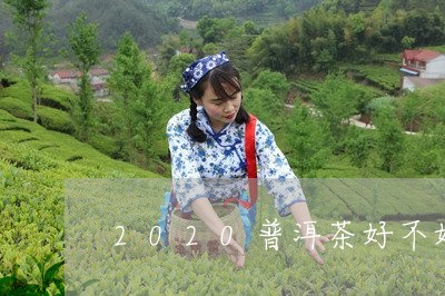 2020普洱茶好不好/2023080147472