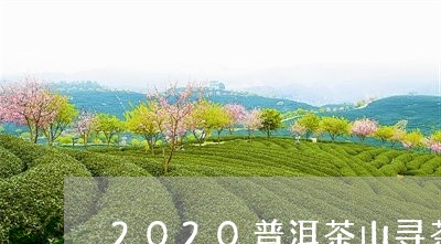 2020普洱茶山寻茶/2023062801837