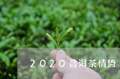 2020普洱茶情势/2023091410705