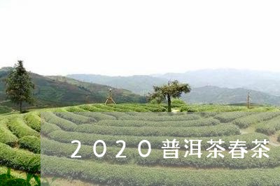 2020普洱茶春茶/2023070905060