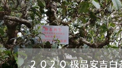 2020极品安吉白茶/2023092772957