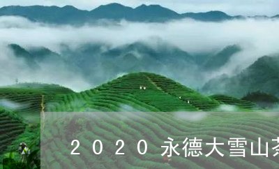 2020永德大雪山茶/2023060802846