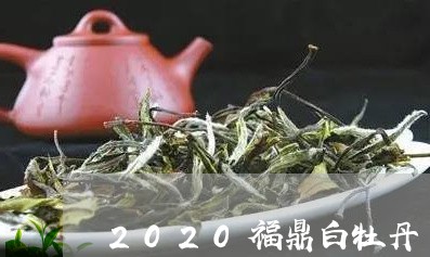 2020福鼎白牡丹/2023120575281