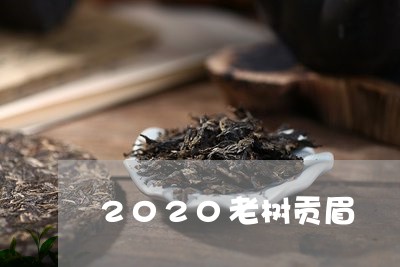 2020老树贡眉/2023090734049