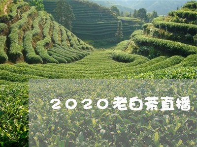 2020老白茶直播/2023071382605