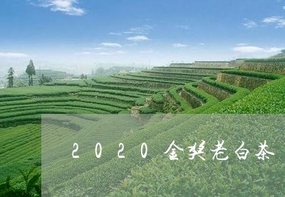 2020金奖老白茶/2023071373504