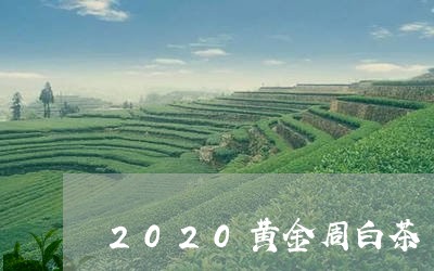 2020黄金周白茶/2023121504916