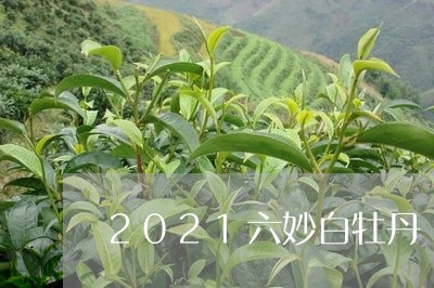 2021六妙白牡丹/2023120582725