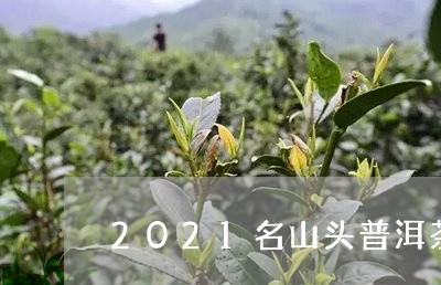 2021名山头普洱茶/2023080122818