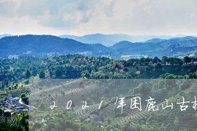 2021年困鹿山古树茶春茶价格/2023060193614