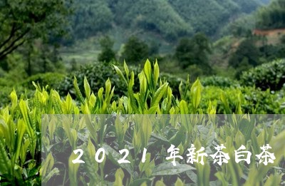 2021年新茶白茶/2023071346180