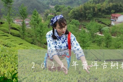 2021年普洱古树春茶价格/2023052763017