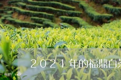 2021年的福鼎白茶/2023091570514