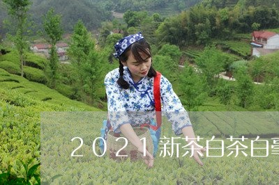 2021新茶白茶白毫银针散装/2023111593131