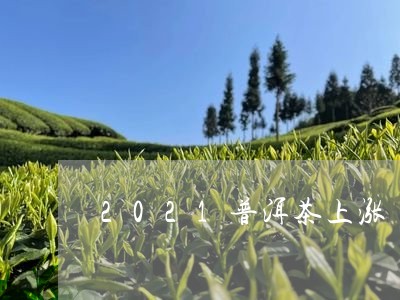 2021普洱茶上涨/2023070961585