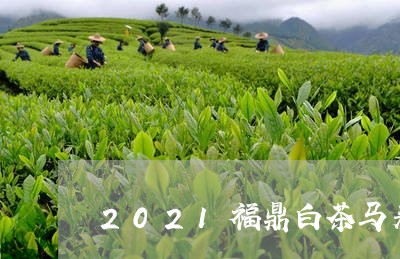 2021福鼎白茶马来西亚/2023111639461