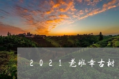 2021老班章古树/2023042851405