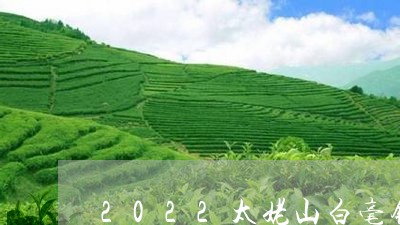 2022太姥山白毫银针/2023092474727