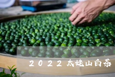 2022太姥山白茶/2023071493845