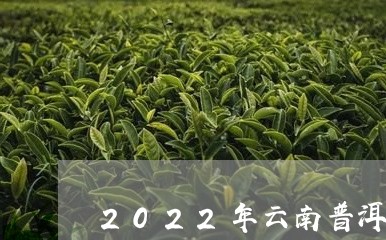 2022年云南普洱茶价格如何/2023052920501